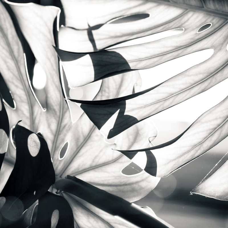 Monstera monochrome - impression, H 20 po x l 20 po, Non, Cadre simple argenté