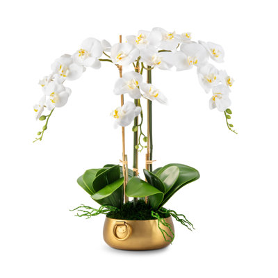 Orchidée Wynn RealTouch