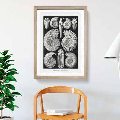Seashells Ammonitida by Ernst Haeckel - Picture Frame Graphic Art