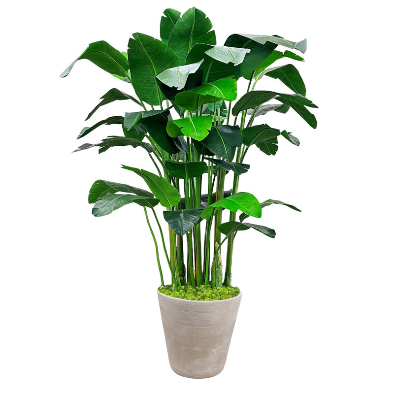 BANANA PALM IN PLANTER, Tan