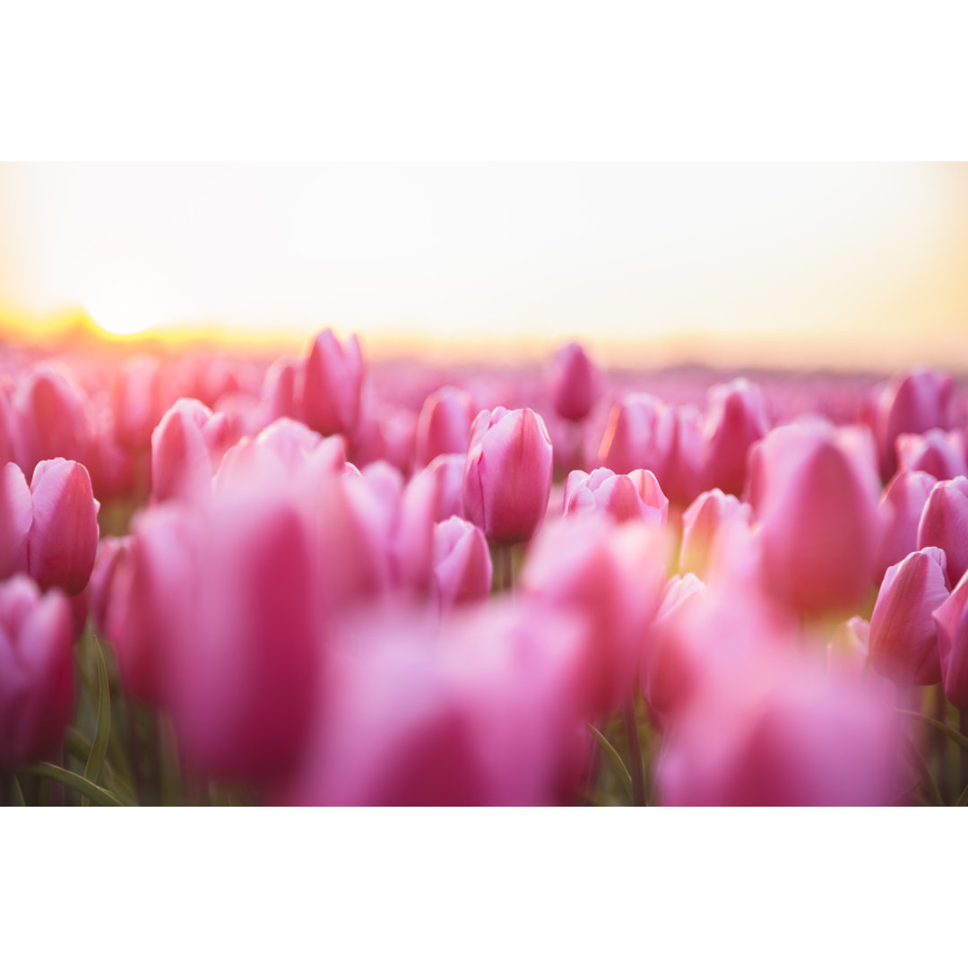 Idyllisches Feld mit rosa Tulpen von Brzozowska - Kunstdrucke auf Leinwand