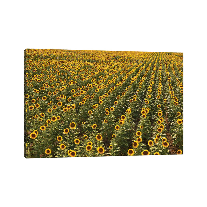 Kansas Sunflower Field by Brian Wolf - Wrapped Canvas Print, 20.32 cm H x 30.48 cm W