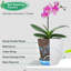 Borsari Pot Planter-1655974653