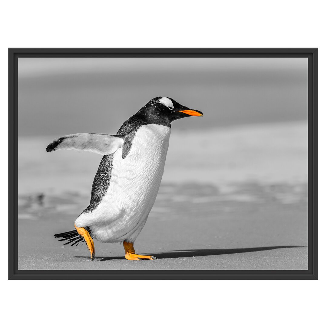 Gerahmtes Wandbild watschelnder Pinguin am Strand