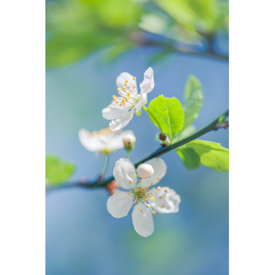 Blooming Tree - Wrapped Canvas Print