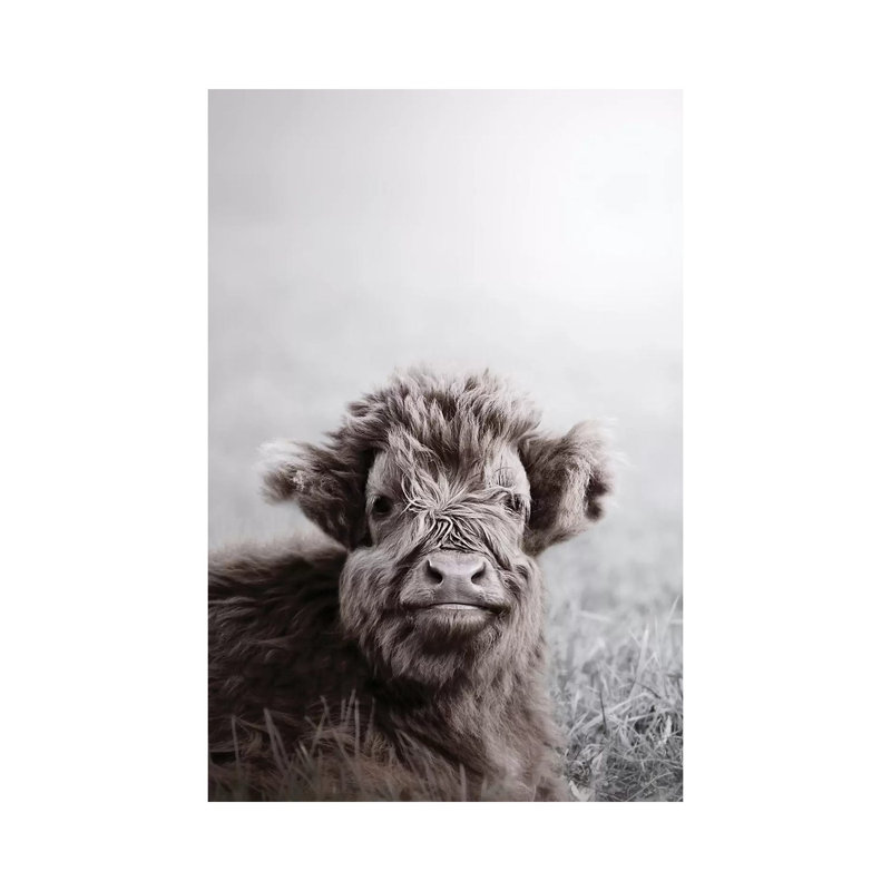 Highland Cattle Calf Alf by Monika Strigel - Print on Canvas, 30.48cm H x 20.32cm W x 1.91cm D, Wrapped Canvas