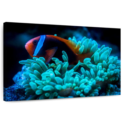 Brampt Tomato Clownfish
