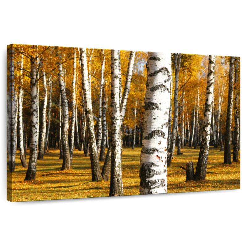 Alvord Golden Birch Grove, H 26 po x l 39 po