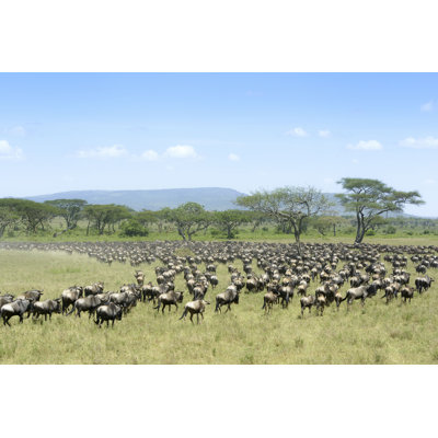 " Blue Wildebeest In Serengeti " by Andreanita