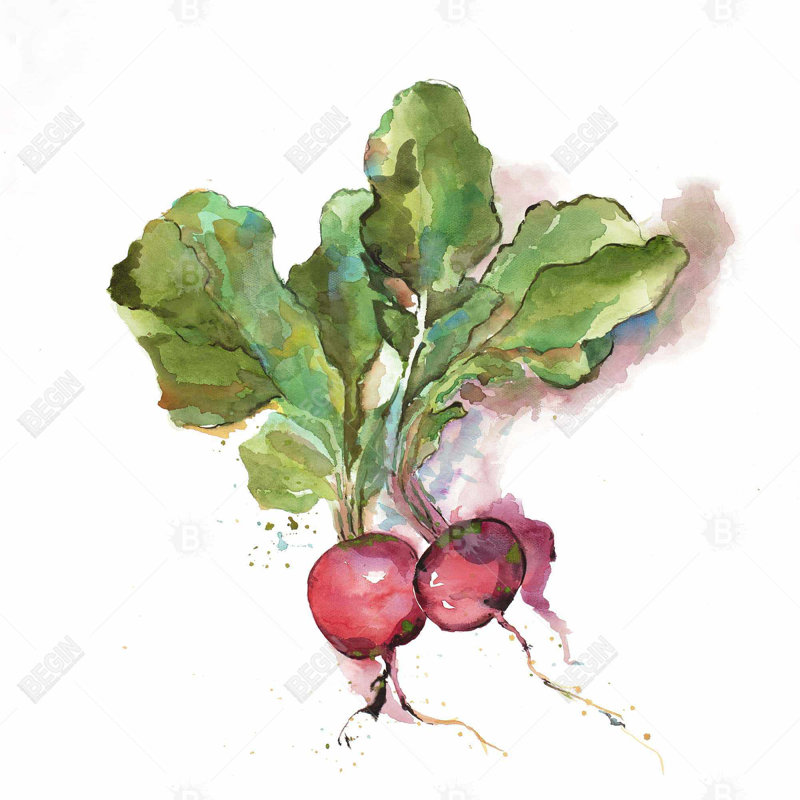 "Radis aquarelle"