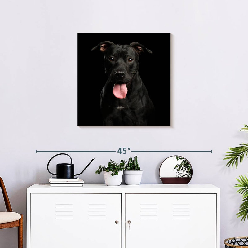 Crowle Black Pit Bull Terrier Dog