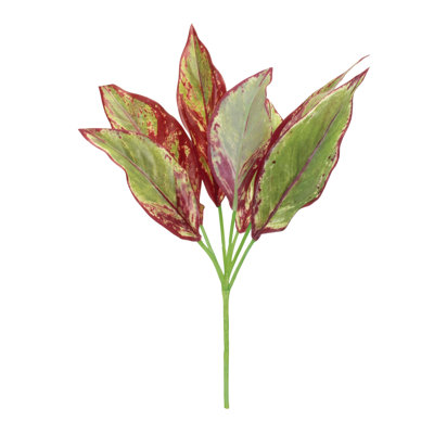 Plante à feuillage panaché (ensemble de 6)