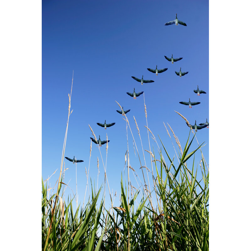 Migrating canada geese Wall Art on Canvas, 30cm H x 20cm W