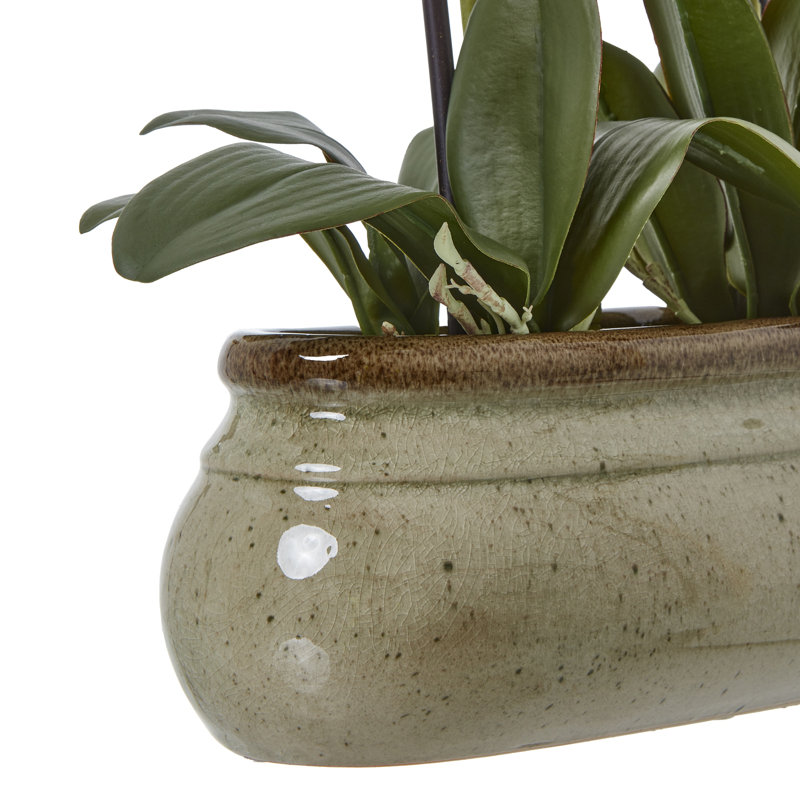 Andaiye 73cm Plant in Pot
