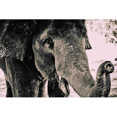 Éléphant gris - photographie sur toile tendue