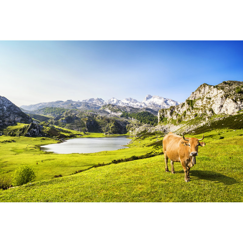 Cow In The Ercina Lake (Lakes Of Covadonga), Asturias, Spain by MarquesPhotography - Wrapped Canvas Print