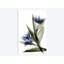 « x-ray tulip vi », reproduction sur toile-32560804-72128103