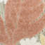 Tapis moderne Nourison Aloha Rose-114116813