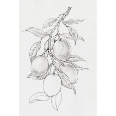 Fruit-Bearing Branch I by Timothy O' Toole - Wrapped Canvas Print
