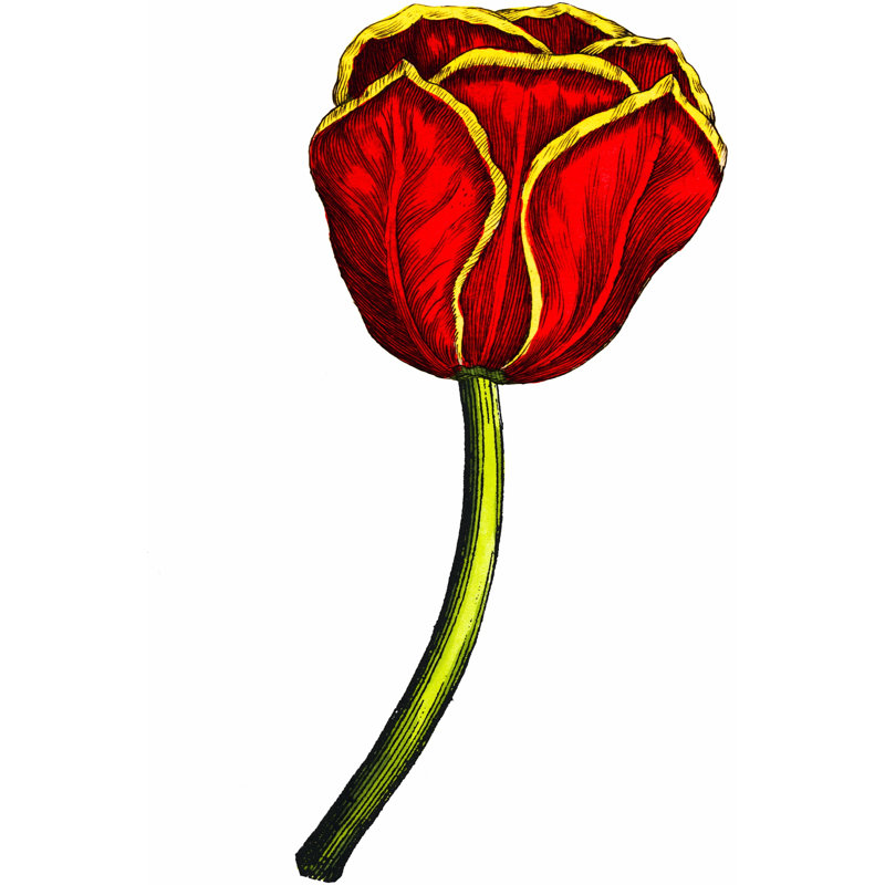 Tulip Time V - Wrapped Canvas Art Prints, 46cm H x 30cm W x 3.8cm D