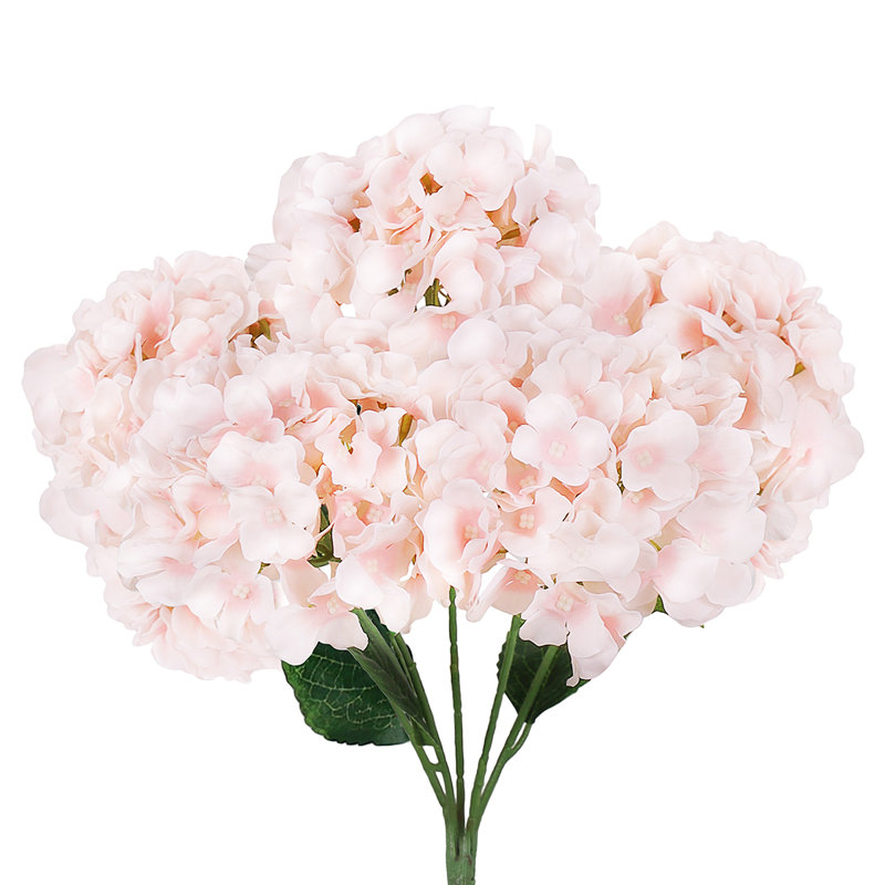 Hortensia de luxe, Rosé