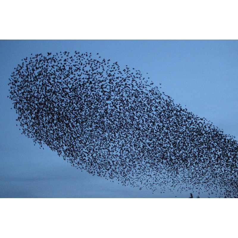Flock Of Starlings by MikeLane45 - Wrapped Canvas Print, 81cm H x 122cm W