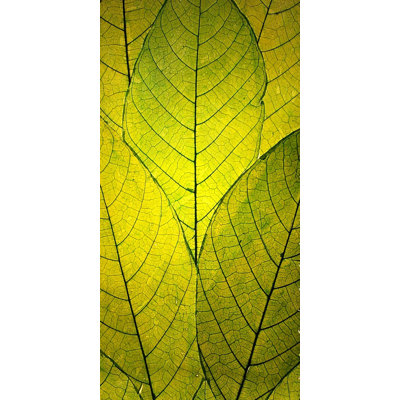 Robin Delean - Wrapped Canvas Print