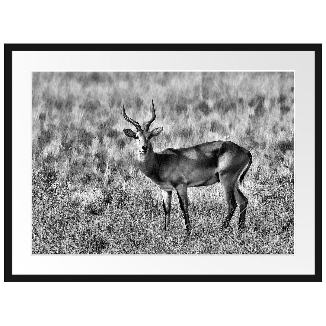 Gerahmtes Poster Dorkasgazelle im trockenen Gras