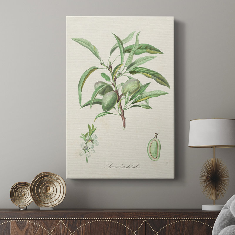 Amande antique botanique III - galerie Cavas sur mesure, H 36 po x l 24 po