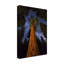 Art mural sur toile tendue - Art mural «Starlit Redwood Majesty» par Royce Bair pour le salon, la chambre à coucher ou le bureau - 30 x 47