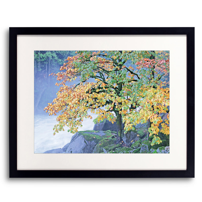 Autumn Maple Tree On River Bank Print by Bruce Heinemann, 25.25" H x 31.25" W