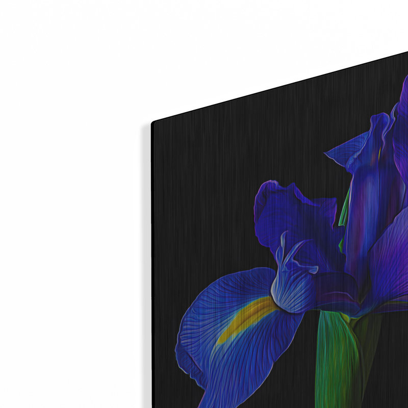 Iris bleu par Pamela Plummer, H 12 po x l 12 po