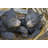 Bear Cubs Hiding Under Log Statue