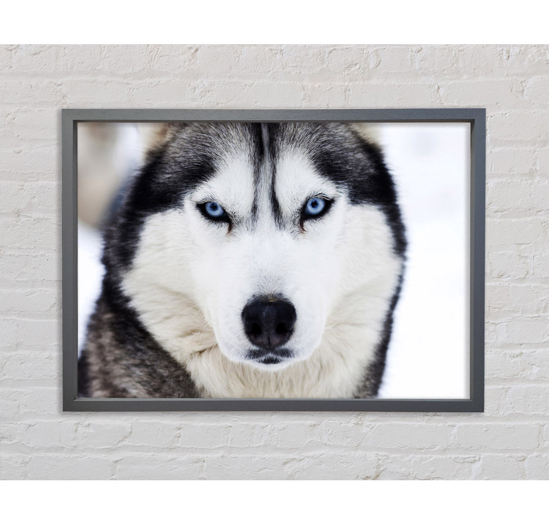 Husky Hund Schnee Gesicht - Einzelbildrahmen Kunstdrucke auf Leinwand