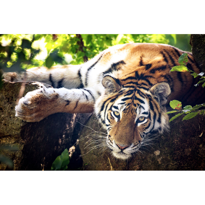 Siberian Tiger Resting In The Undergrowth by Rixipix - Wrapped Canvas Print, 24"H x 36"W