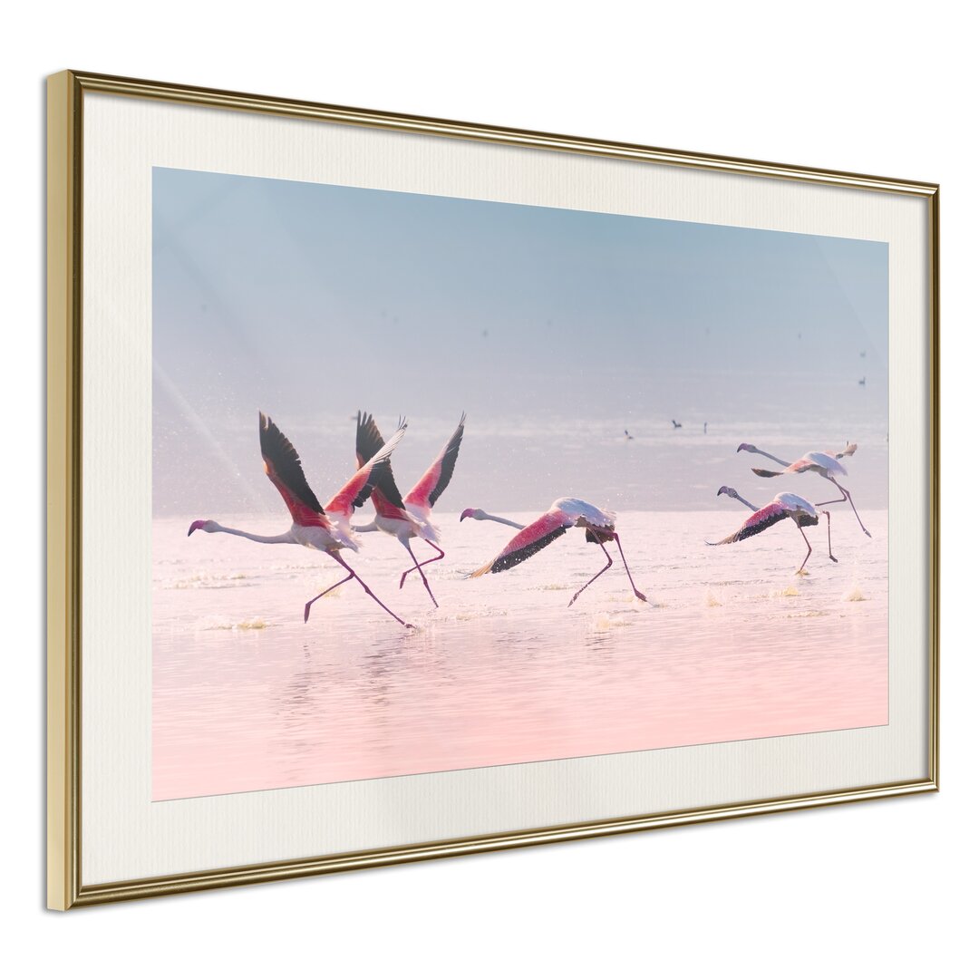 Gerahmter Fotodruck Flamingos brechen zum Flug auf