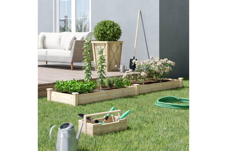 How to grow your own vegetables