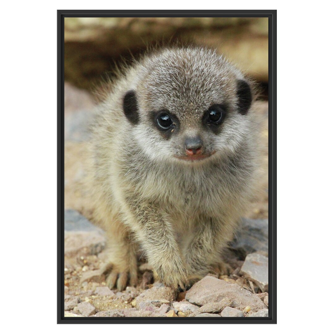 Gerahmtes Wandbild Erdmännchen zwischen Steinen