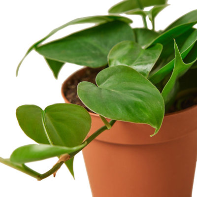 House Plant Shop Live Philodendron Plant Low Maintenance Plant Rattan