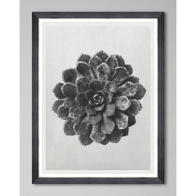 SAXIFRAGA AIZOON BY KARL BLOSSFELDT