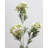 Artificial Mountain Laurel 30"