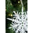 Christmas Decorative Accent