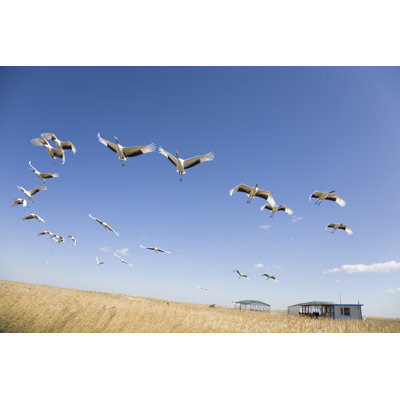 Many Cranes by Hanhanpeggy - Wrapped Canvas Print