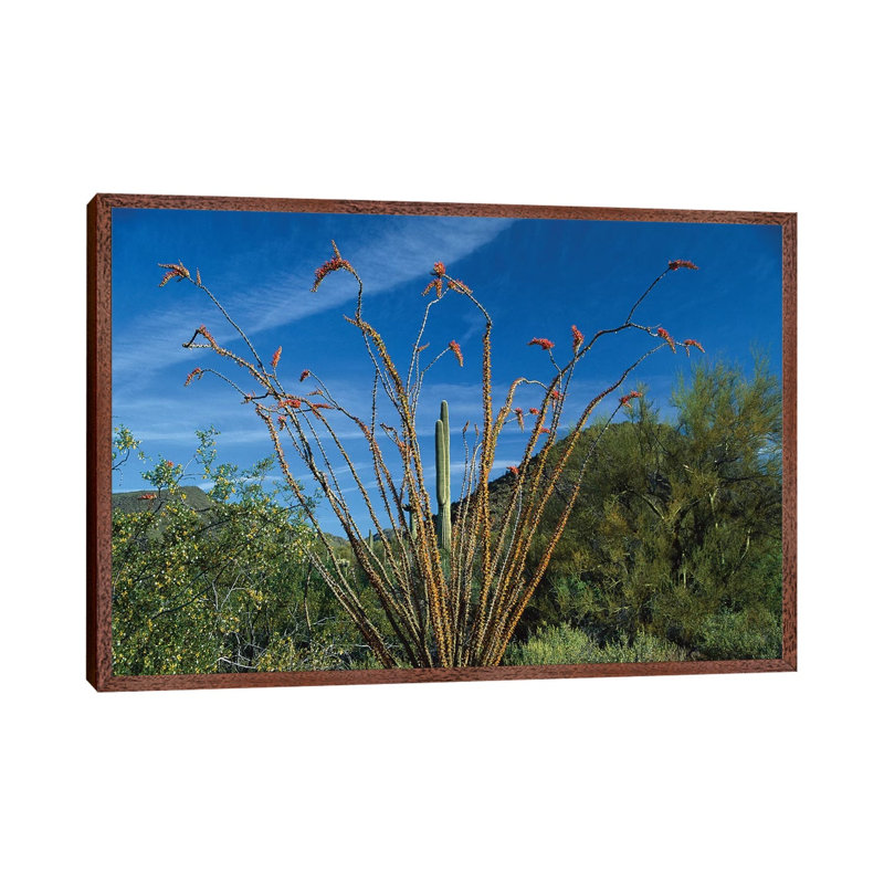 Ocotillo Saguaro And Palo Verde Greasewood by Tim Fitzharris - Floater Frame Gallery-Wrapped Canvas Giclée on Canvas, Brown