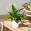 Ceramic Pot Planter