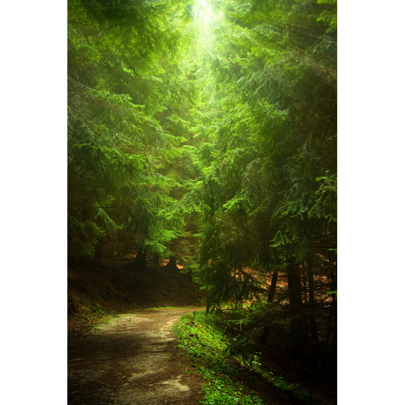 Mysty Forest Path by Cesair - Wrapped Canvas Print, 76cm H x 51cm W x 3.8cm D