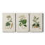 Antique Turpin Botanical I - ensemble de 3 impressions sur toile tendue-1138345897