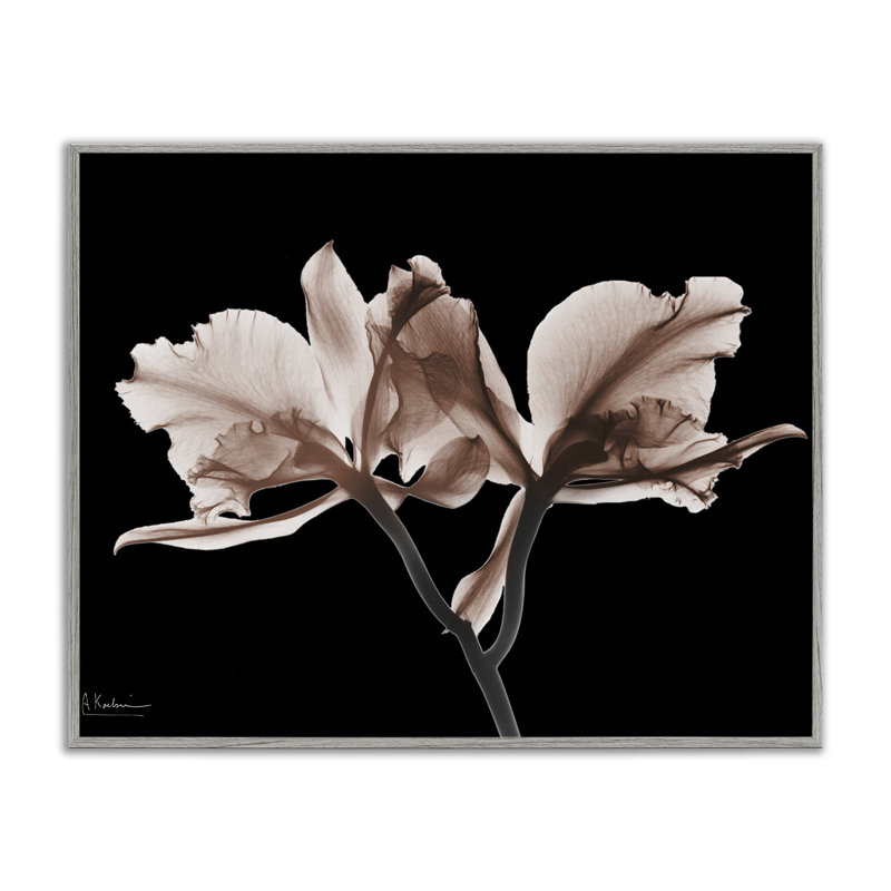 Orchidées moka sur fond noir, estampe numérique, conception par Albert Koetsier, H 24 po x l 30 po