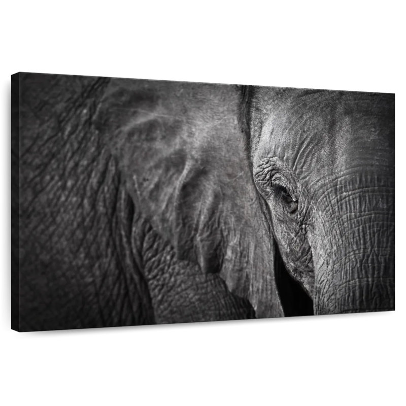 Brampt Elephant Eye, 20" H x 30" W