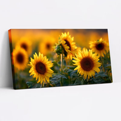 Tournesol sur toile tendue, reproduction d'art sur toile, ensemble de 1